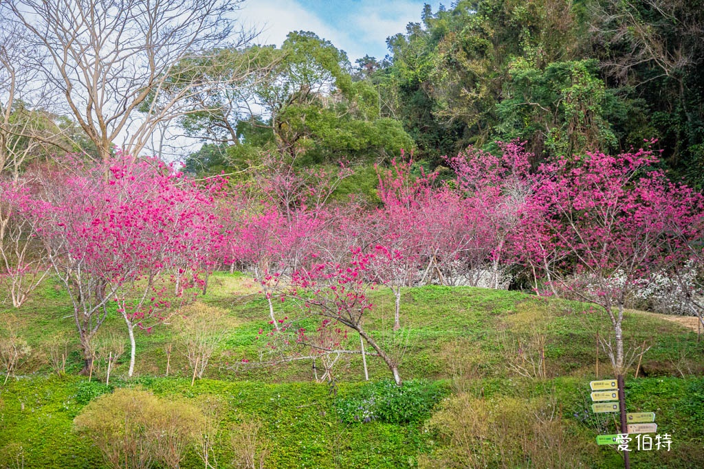 東勢林場遊樂區|體能訓練區,溫泉泡腳池,森林步道,門票體能訓練區 @愛伯特