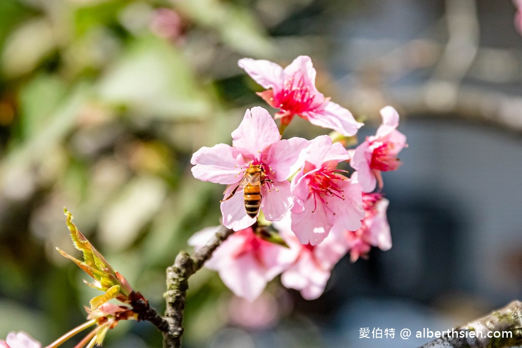 2024中科崴立櫻花公園．台中后里櫻花景點（最新花況，免門票平地就有千坪數百棵櫻花任你拍） @愛伯特