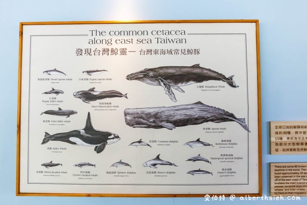 宜蘭龜山島優惠票｜烏石港賞鯨繞島牛奶湖三個願望一次滿足