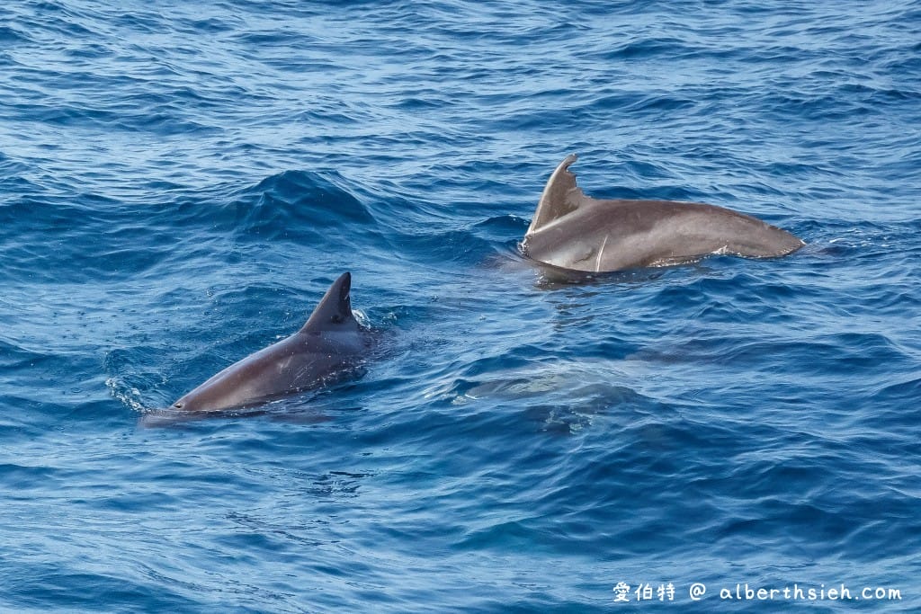 宜蘭龜山島優惠票｜烏石港賞鯨繞島牛奶湖三個願望一次滿足