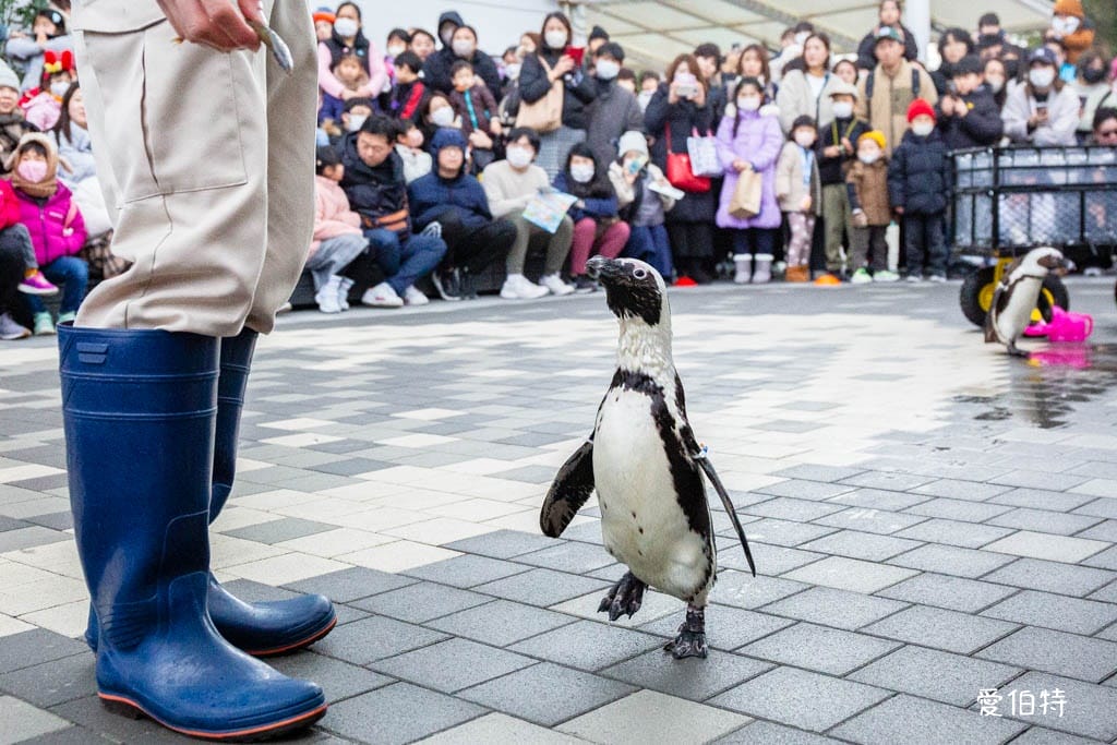 福岡親子必去｜海之中道水族館交通，海豚，海獅，企鵝表演必看