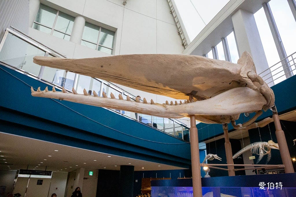 福岡親子必去｜海之中道水族館交通，海豚，海獅，企鵝表演必看