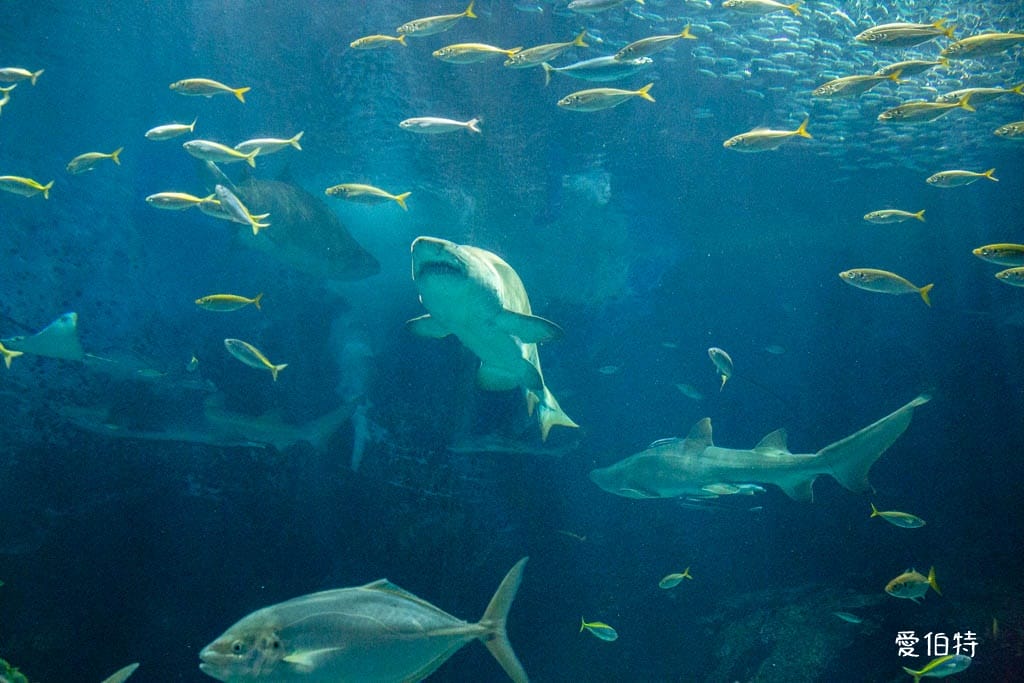 福岡親子必去｜海之中道水族館交通，海豚，海獅，企鵝表演必看