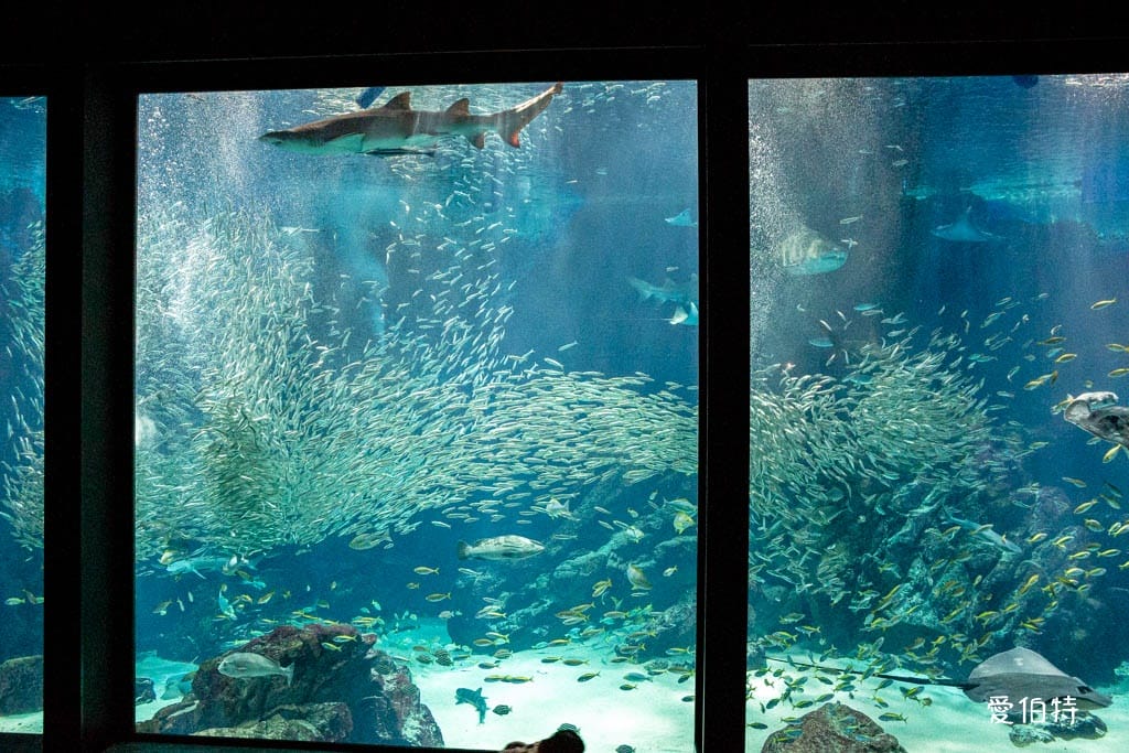 福岡親子必去｜海之中道水族館交通，海豚，海獅，企鵝表演必看