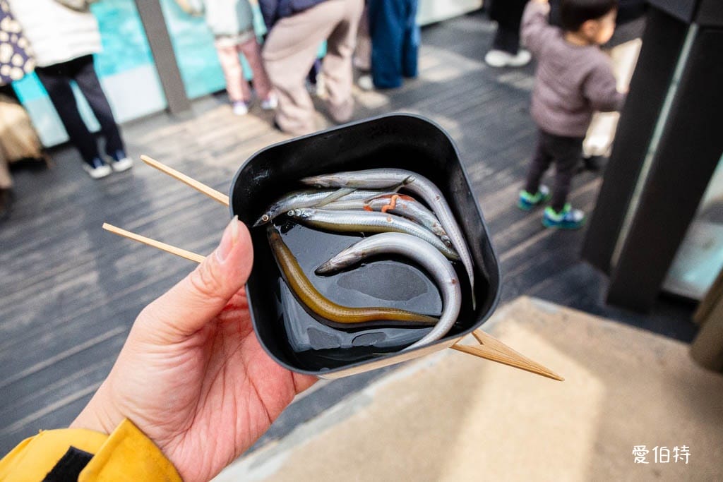 福岡親子必去｜海之中道水族館交通，海豚，海獅，企鵝表演必看