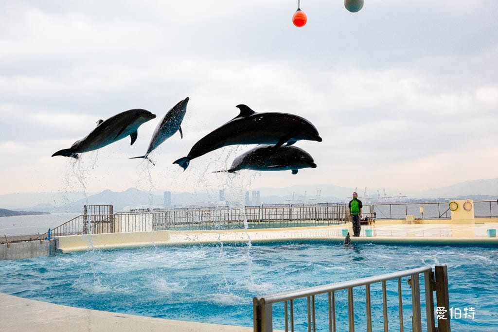 福岡親子必去｜海之中道水族館交通，海豚，海獅，企鵝表演必看
