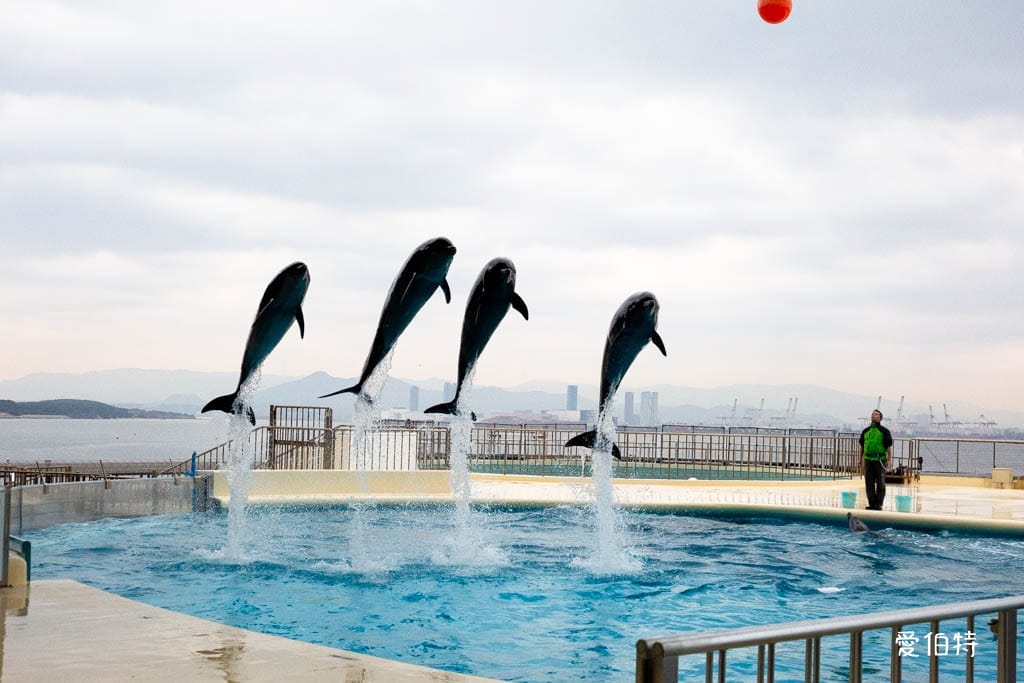 福岡親子必去｜海之中道水族館交通，海豚，海獅，企鵝表演必看