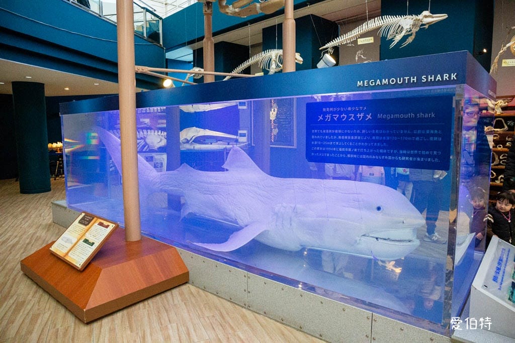 福岡親子必去｜海之中道水族館交通，海豚，海獅，企鵝表演必看