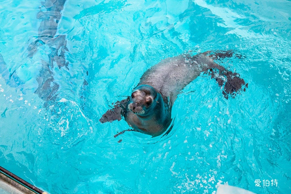 福岡親子必去｜海之中道水族館交通，海豚，海獅，企鵝表演必看
