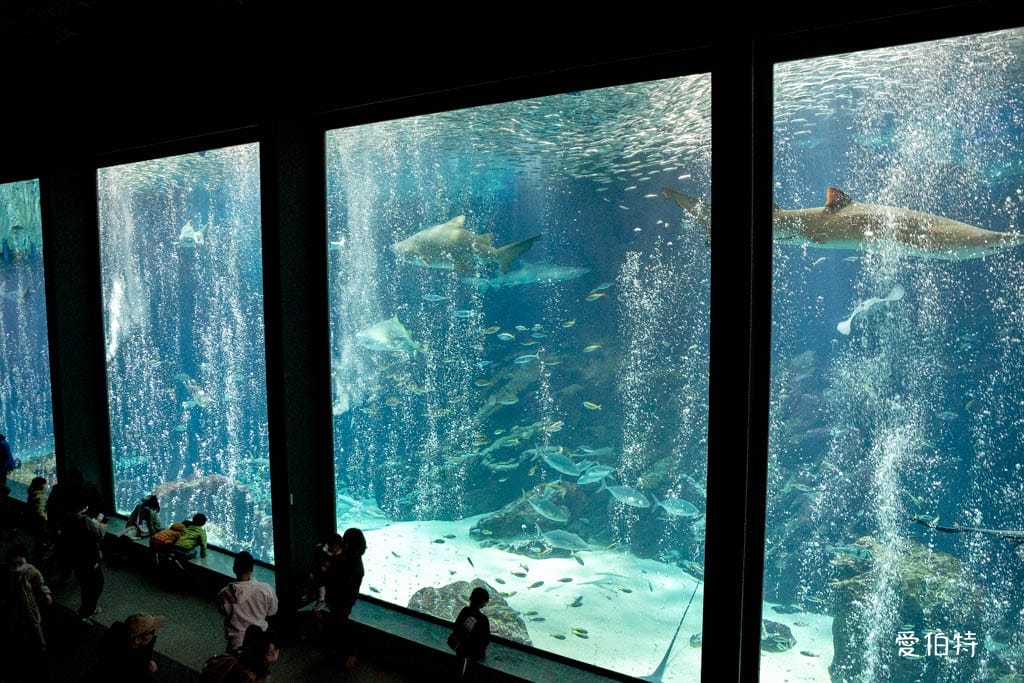 福岡親子必去｜海之中道水族館交通，海豚，海獅，企鵝表演必看