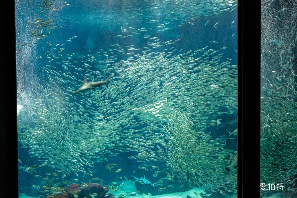 福岡親子必去｜海之中道水族館交通，海豚，海獅，企鵝表演必看