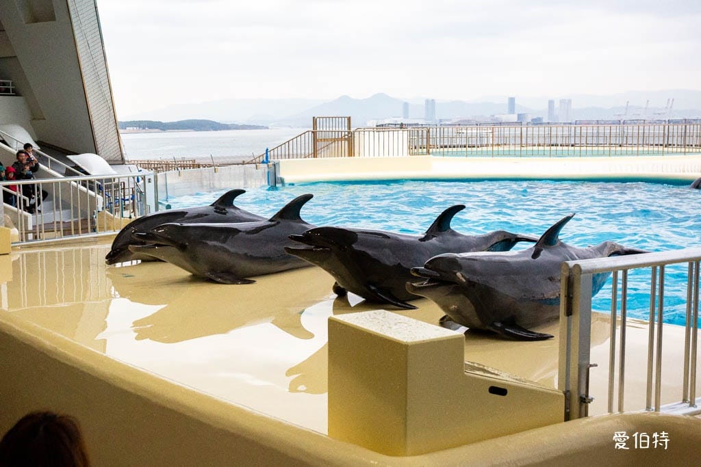 福岡親子必去｜海之中道水族館交通，海豚，海獅，企鵝表演必看