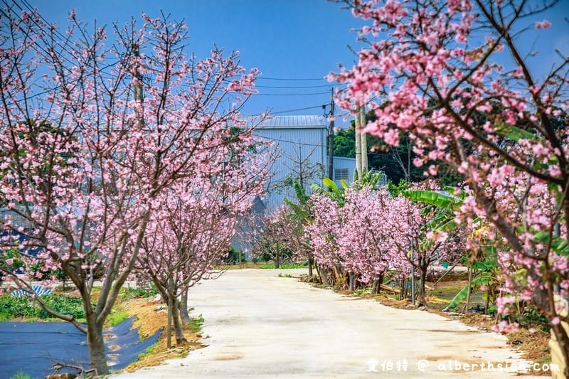 中壢聖德路櫻花巷秘境｜桃園隱藏版賞櫻秘境
