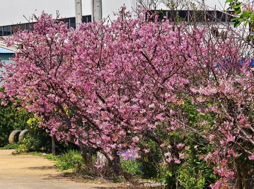 中壢聖德路櫻花巷秘境｜桃園隱藏版賞櫻秘境