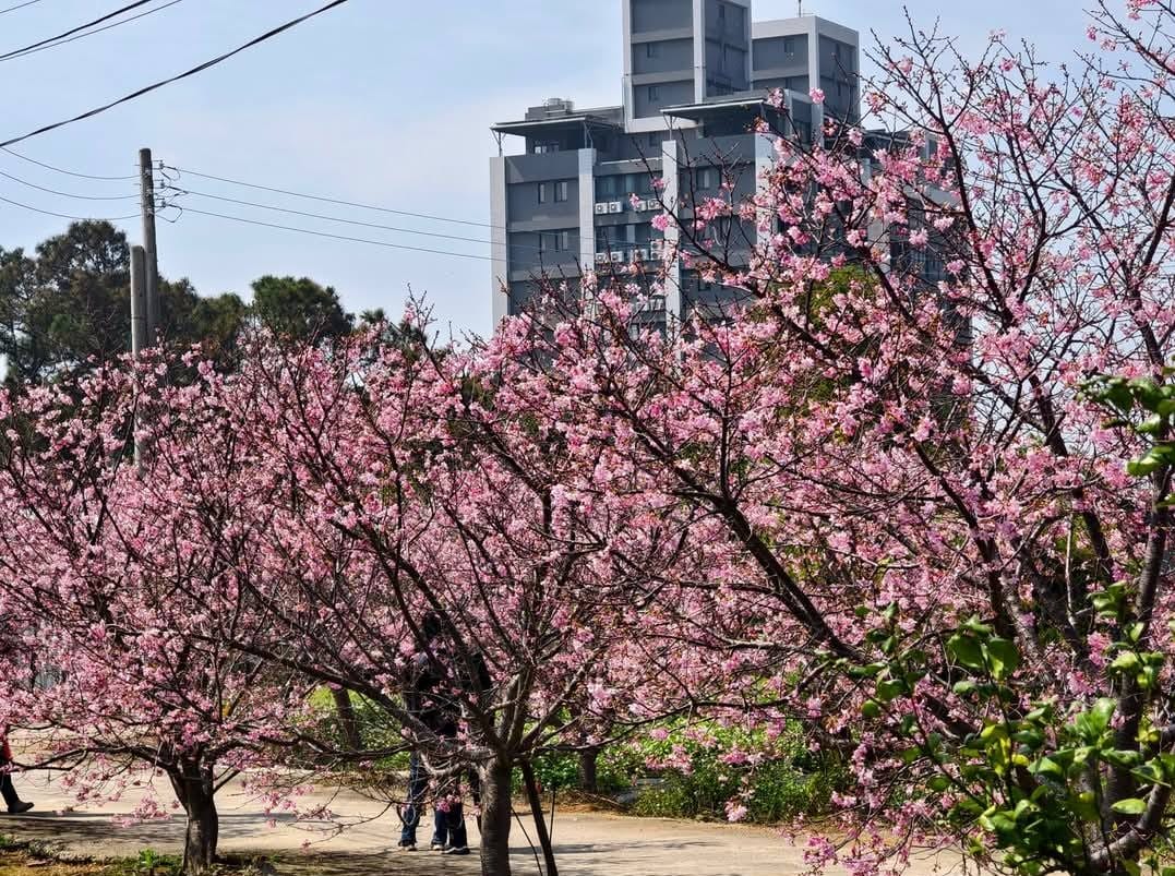中壢聖德路櫻花巷秘境｜桃園隱藏版賞櫻秘境