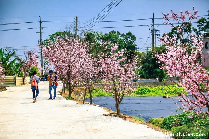 中壢聖德路櫻花巷秘境｜桃園隱藏版賞櫻秘境