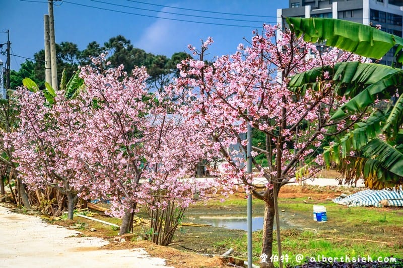 中壢聖德路櫻花巷秘境｜桃園隱藏版賞櫻秘境