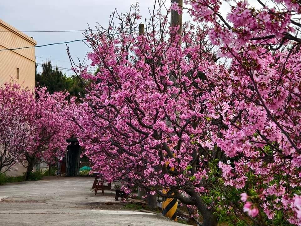 中壢聖德路櫻花巷秘境｜桃園隱藏版賞櫻秘境