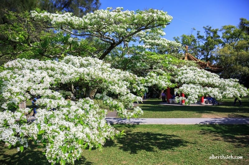 2026石管局四月雪流蘇花|桃園龍潭石門大草坪,野餐放風箏 - 第23張圖 2026石管局四月雪流蘇花|桃園龍潭石門大草坪,野餐放風箏