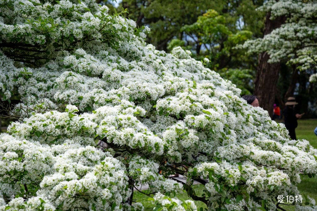 2026石管局四月雪流蘇花|桃園龍潭石門大草坪,野餐放風箏 - 第21張圖 2026石管局四月雪流蘇花|桃園龍潭石門大草坪,野餐放風箏