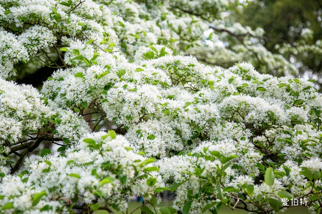 2026石管局四月雪流蘇花|桃園龍潭石門大草坪,野餐放風箏 - 第15張圖 2026石管局四月雪流蘇花|桃園龍潭石門大草坪,野餐放風箏