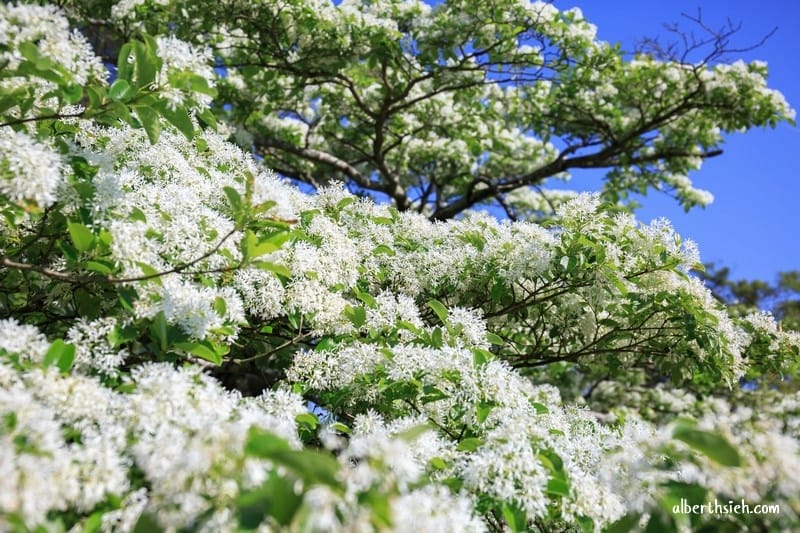 2026石管局四月雪流蘇花|桃園龍潭石門大草坪,野餐放風箏 - 第24張圖 2026石管局四月雪流蘇花|桃園龍潭石門大草坪,野餐放風箏