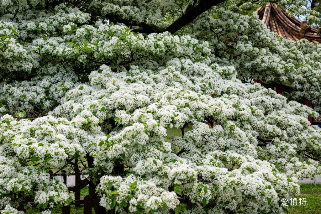 2026石管局四月雪流蘇花|桃園龍潭石門大草坪,野餐放風箏 - 第19張圖 2026石管局四月雪流蘇花|桃園龍潭石門大草坪,野餐放風箏