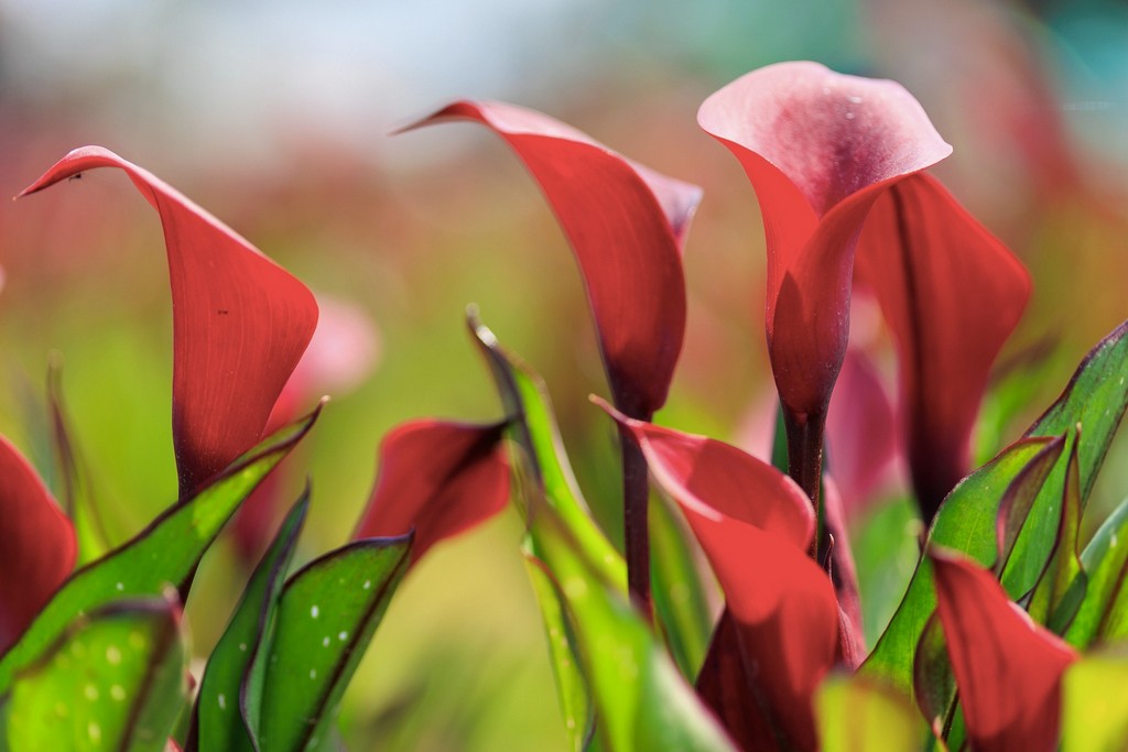 2025桃園彩色海芋季｜彩芋、孤挺花、百合、小蒼蘭 @愛伯特