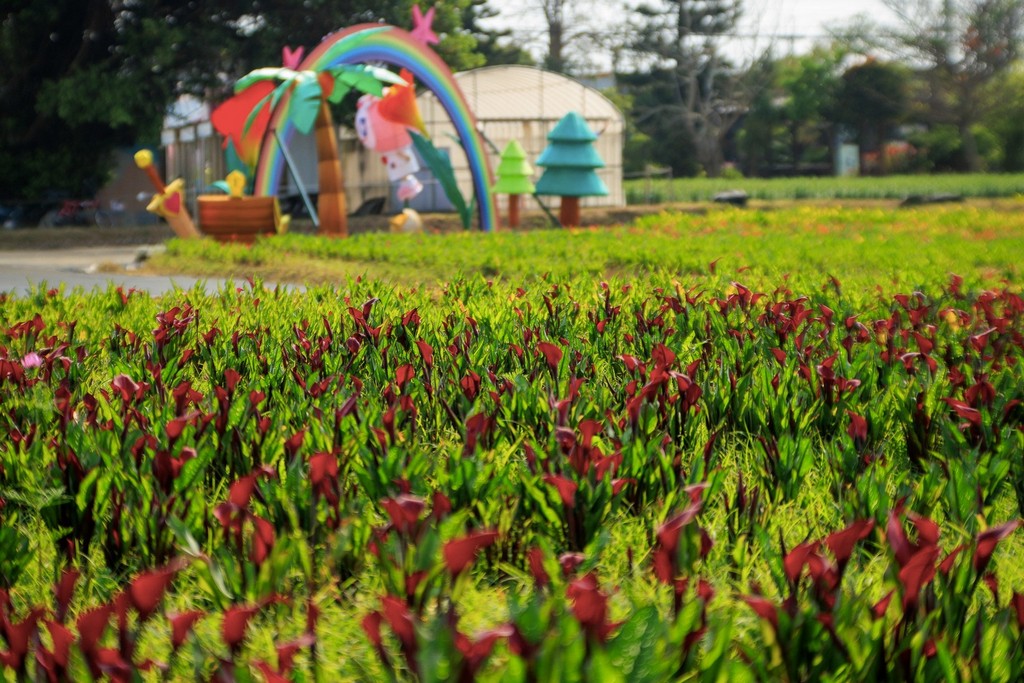 2025桃園彩色海芋季｜彩芋、孤挺花、百合、小蒼蘭 @愛伯特