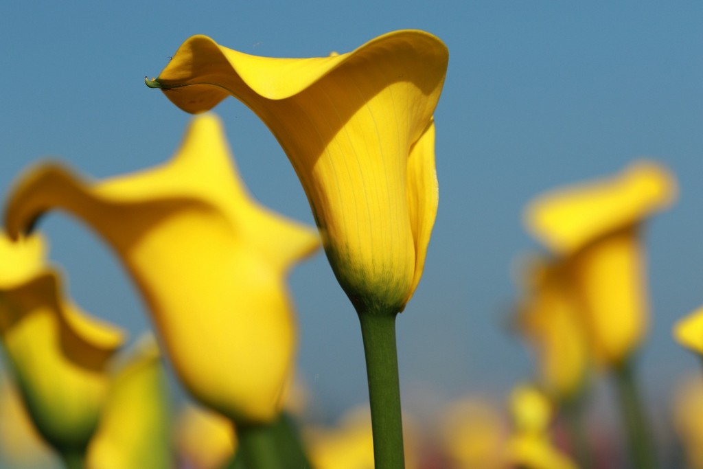 2025桃園彩色海芋季|彩芋、孤挺花、百合、小蒼蘭 @愛伯特