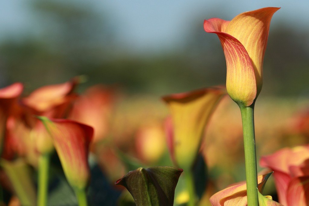 2025桃園彩色海芋季|彩芋、孤挺花、百合、小蒼蘭 @愛伯特