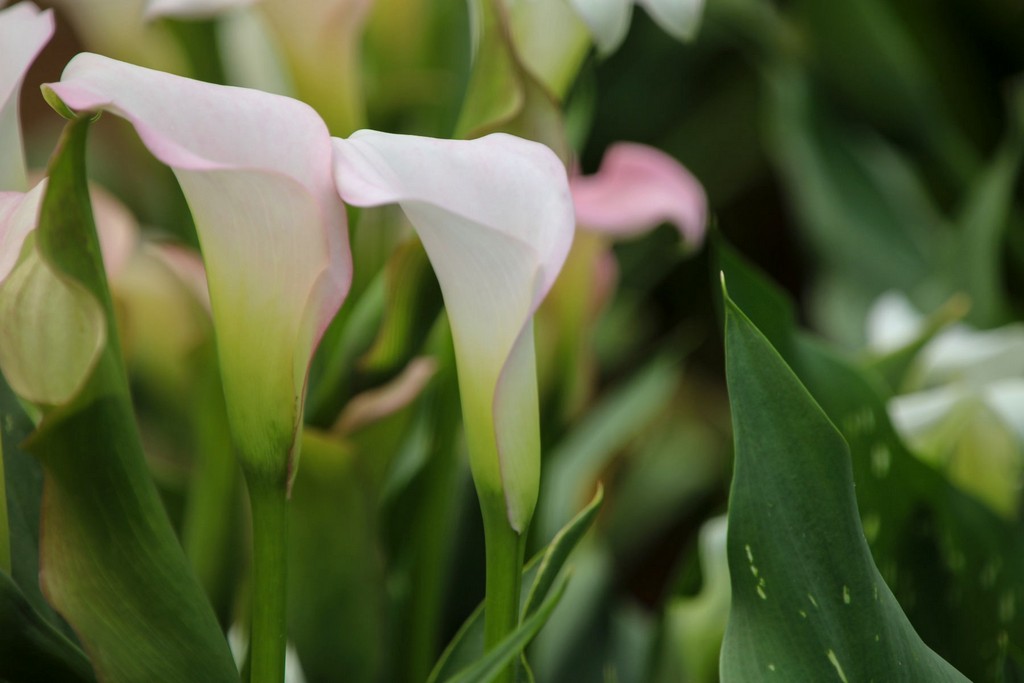 2025桃園彩色海芋季|彩芋、孤挺花、百合、小蒼蘭 @愛伯特