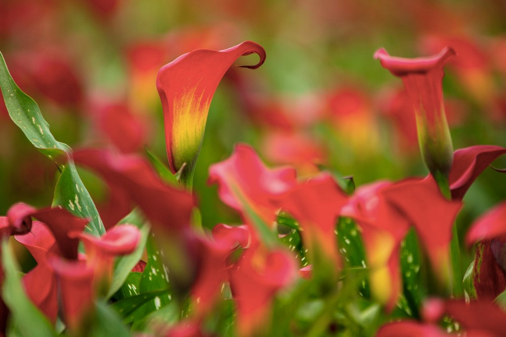 2025桃園彩色海芋季|彩芋、孤挺花、百合、小蒼蘭 @愛伯特