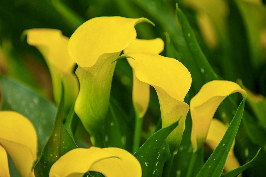 2025桃園彩色海芋季｜彩芋、孤挺花、百合、小蒼蘭 @愛伯特