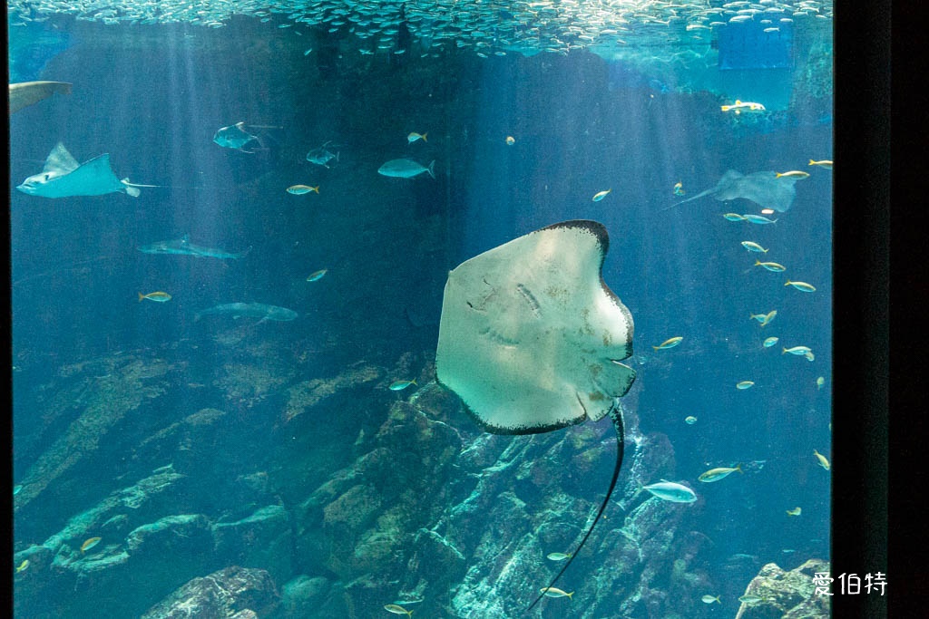 九州福岡水族館｜海洋世界海之中道，海豚，海獅，企鵝表演必看 @愛伯特