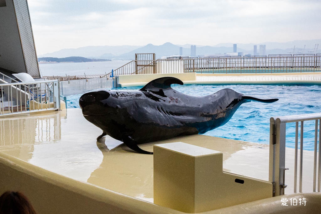 九州福岡水族館｜海洋世界海之中道，海豚，海獅，企鵝表演必看 @愛伯特