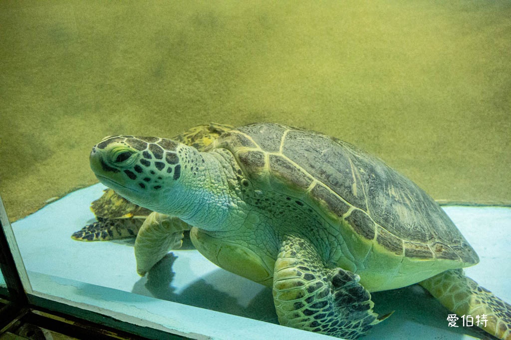 九州福岡水族館｜海洋世界海之中道，海豚，海獅，企鵝表演必看 @愛伯特