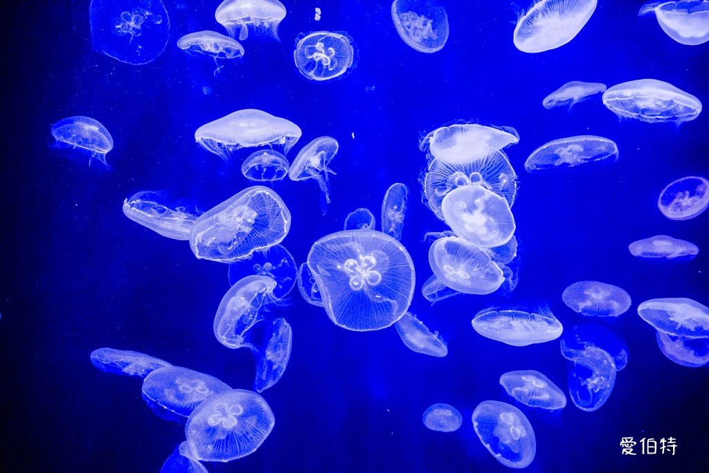 九州福岡水族館｜海洋世界海之中道，海豚，海獅，企鵝表演必看 @愛伯特