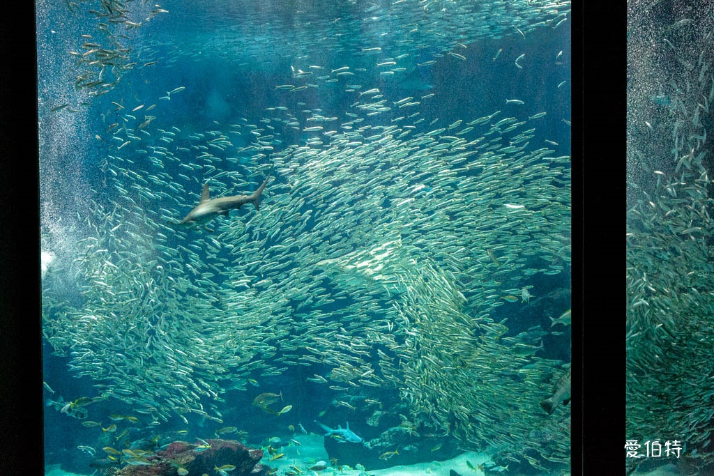 九州福岡水族館｜海洋世界海之中道，海豚，海獅，企鵝表演必看 @愛伯特