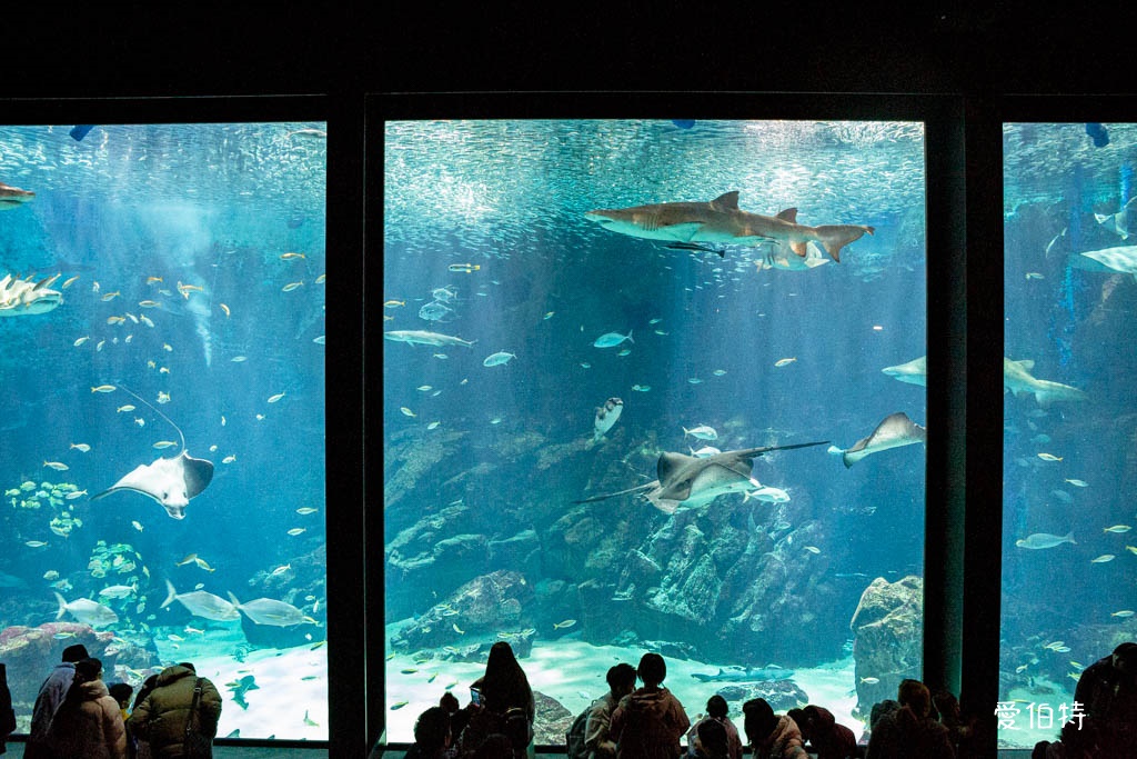 九州福岡水族館｜海洋世界海之中道，海豚，海獅，企鵝表演必看 @愛伯特
