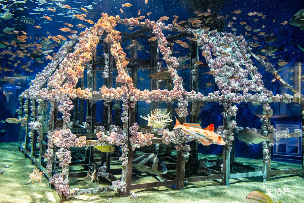 九州福岡水族館｜海洋世界海之中道，海豚，海獅，企鵝表演必看 @愛伯特