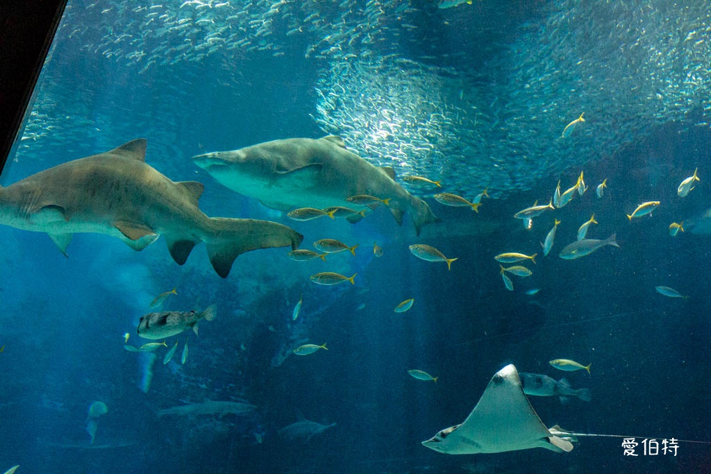 九州福岡水族館｜海洋世界海之中道，海豚，海獅，企鵝表演必看 @愛伯特