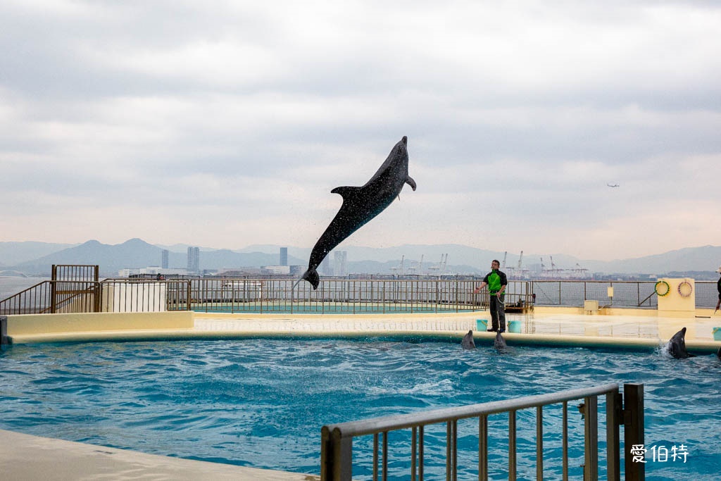 九州福岡水族館｜海洋世界海之中道，海豚，海獅，企鵝表演必看 @愛伯特