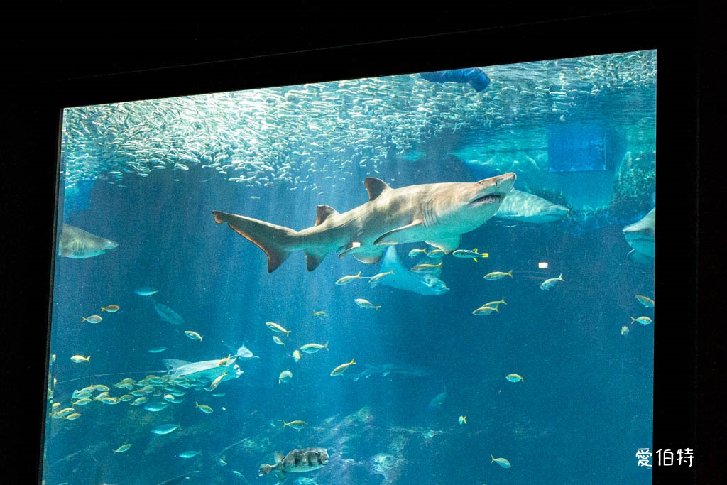 九州福岡水族館｜海洋世界海之中道，海豚，海獅，企鵝表演必看 @愛伯特