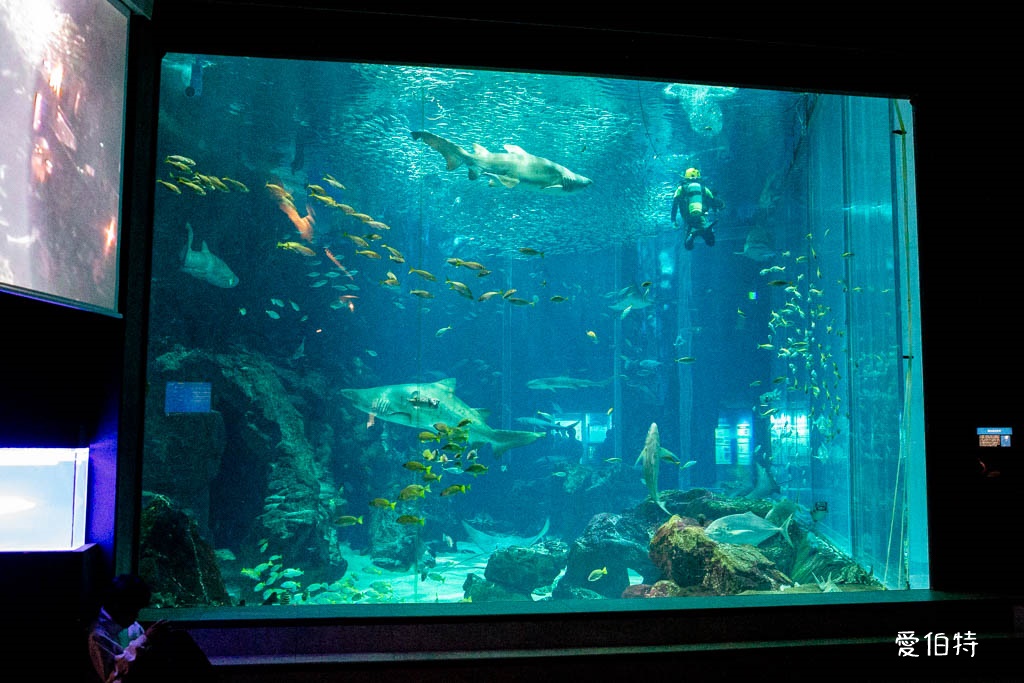 九州福岡水族館｜海洋世界海之中道，海豚，海獅，企鵝表演必看 @愛伯特