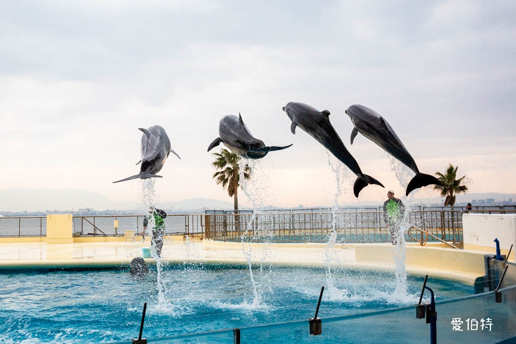 九州福岡水族館｜海洋世界海之中道，海豚，海獅，企鵝表演必看 @愛伯特
