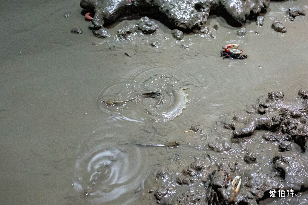九州福岡水族館｜海洋世界海之中道，海豚，海獅，企鵝表演必看 @愛伯特