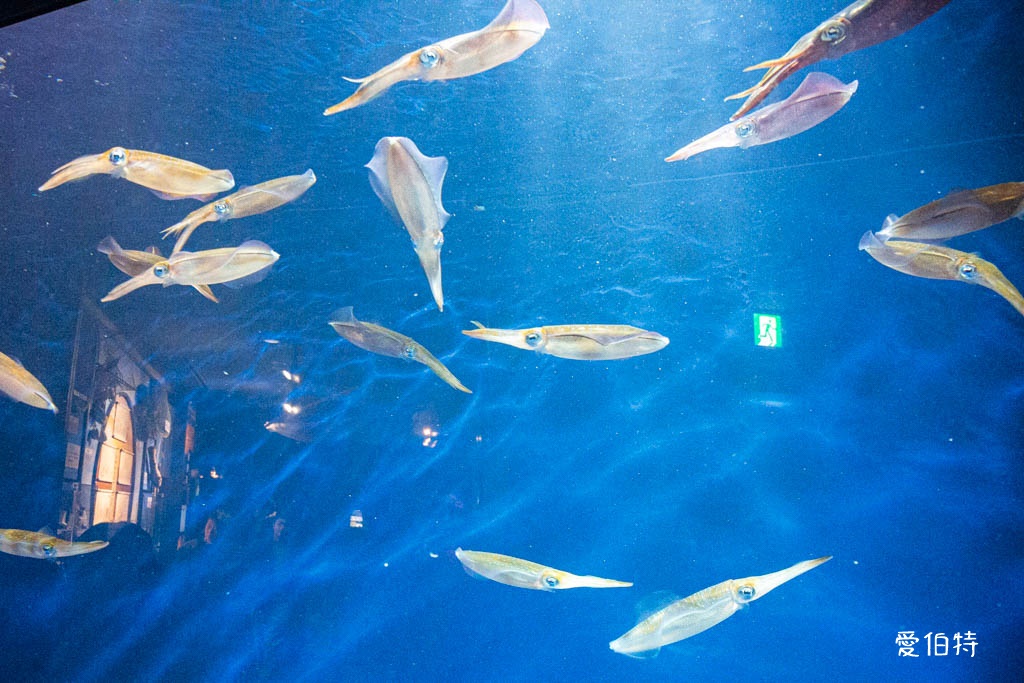 九州福岡水族館｜海洋世界海之中道，海豚，海獅，企鵝表演必看 @愛伯特