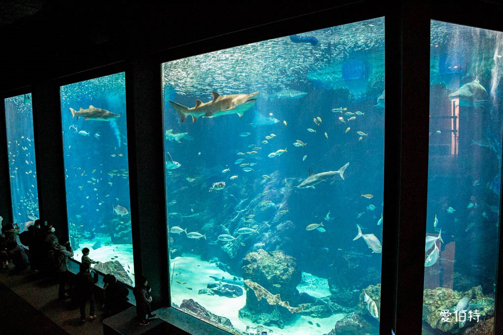 九州福岡水族館｜海洋世界海之中道，海豚，海獅，企鵝表演必看 @愛伯特