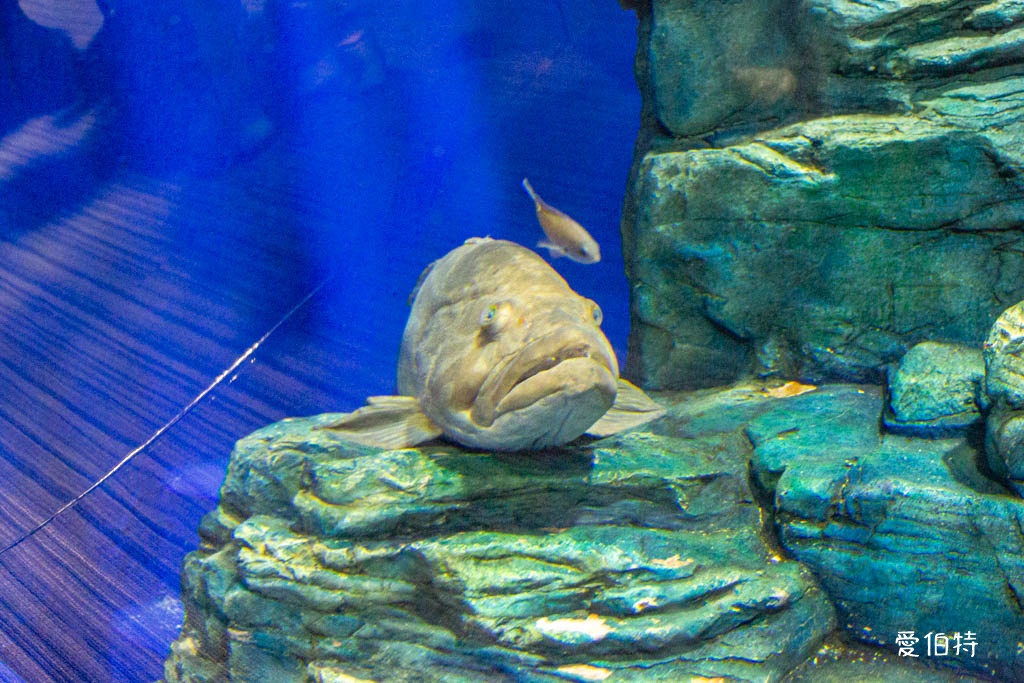 九州福岡水族館｜海洋世界海之中道，海豚，海獅，企鵝表演必看 @愛伯特